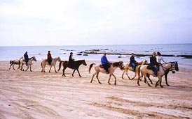  רכיבה על סוסים על חוף הים של מכמורת 